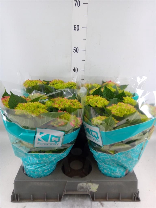 <h4>Hydrangea mac. 'Hi Ocean'</h4>