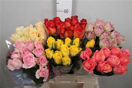 <h4>R Gr Gemengd In Fust</h4>