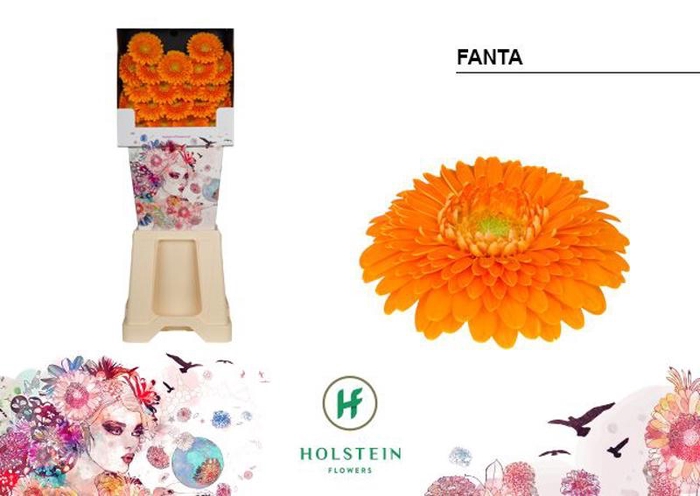 <h4>Ge Mi Pomponi Fanta Diamond</h4>