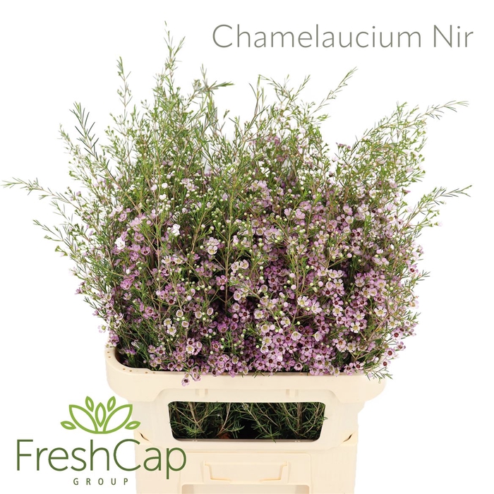 <h4>Chamelaucium Nir</h4>