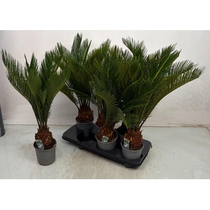 CYCAS REVOLUTA