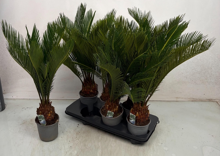 <h4>CYCAS REVOLUTA</h4>