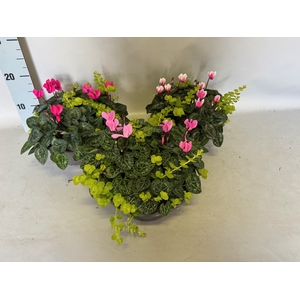 Schaal 23 Cyclamen Lysemachia
