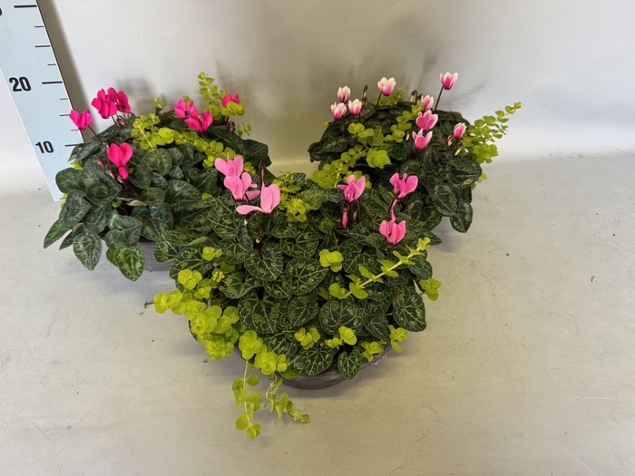 <h4>Schaal 23 Cyclamen Lysemachia</h4>