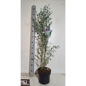 EUCAL GUNNII