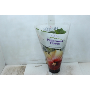 HIBISQS P17
