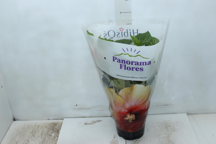 <h4>HIBISQS P17</h4>