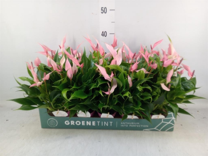 <h4>Anthurium andr. 'Lilli'</h4>