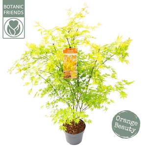 Acer palm. 'Orange Lace' ®
