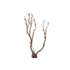 Syringa Branch Super Leutner
