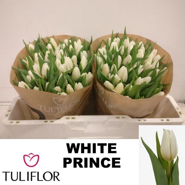 <h4>TU EN WHITE PRINCE</h4>