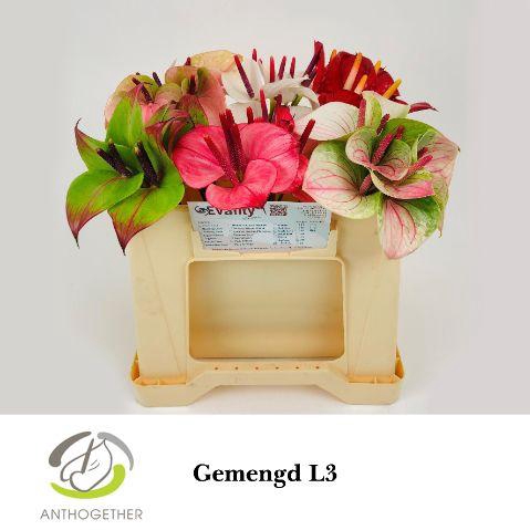 <h4>ANTH A LOVE COLLECTI</h4>