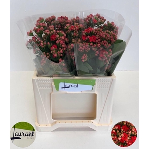 KAL PRETT RED MEADOW