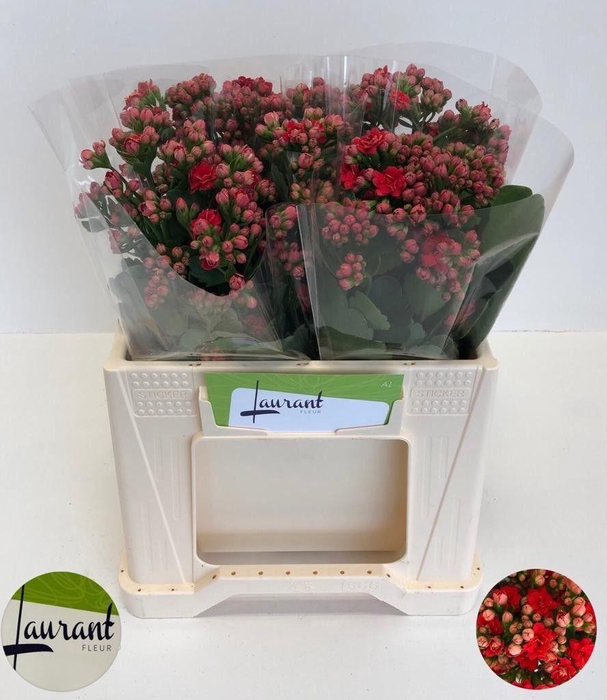 <h4>KAL PRETT RED MEADOW</h4>