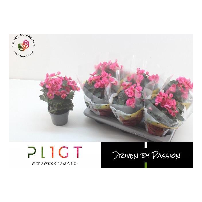 <h4>BEG HL ADONIA PINK</h4>
