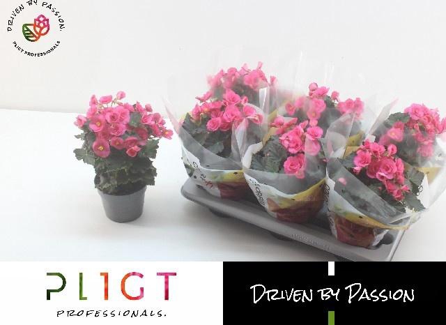 <h4>BEG HL ADONIA PINK</h4>