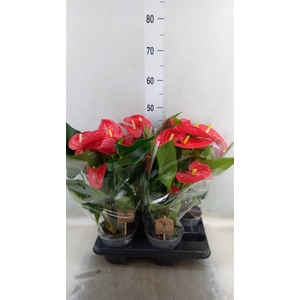 Anthurium andr. 'Casparo'