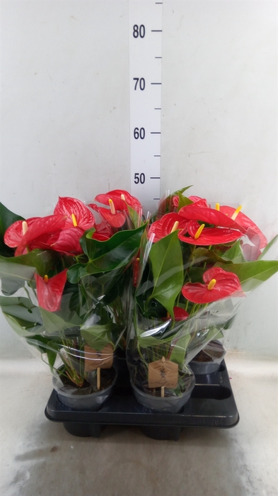 <h4>Anthurium andr. 'Casparo'</h4>