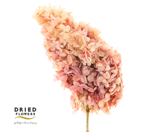 <h4>Dried Bleached Hydrangea Tower Bio Red</h4>