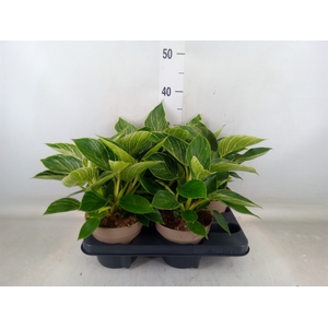 Philodendron   ...