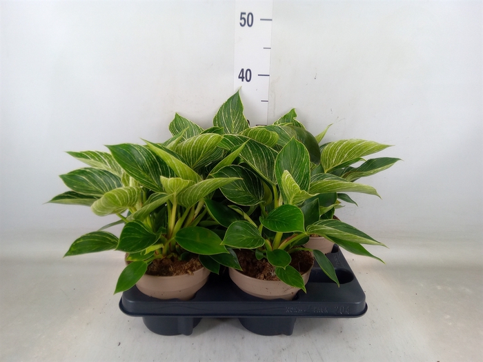 <h4>Philodendron   ...</h4>