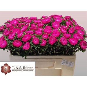 Callistephus Mats Pink