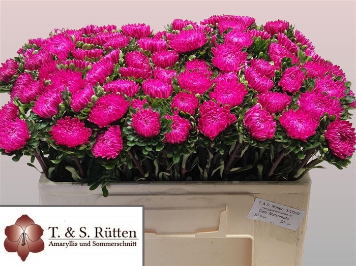 <h4>Callistephus Mats Pink</h4>