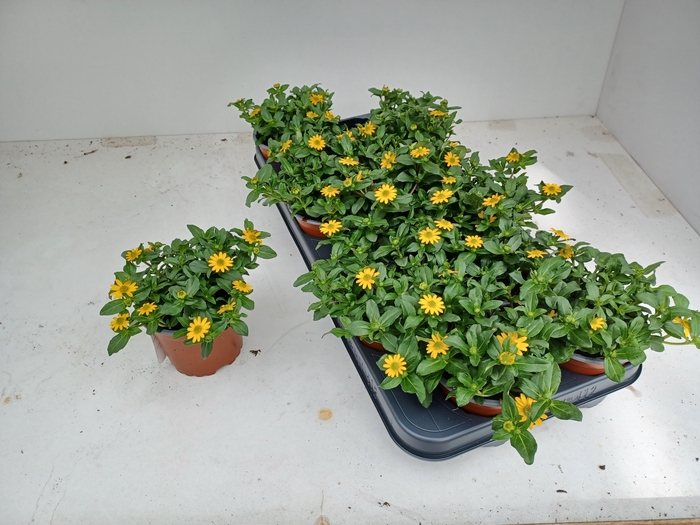 <h4>SANV PRO SOLARIS</h4>