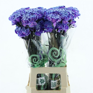 Di St Col Klb H% Violet Fantasy