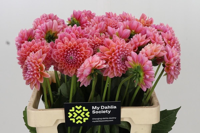 <h4>Dahlia Linda's Baby</h4>