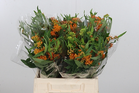 <h4>Asclepias Tuberosa</h4>