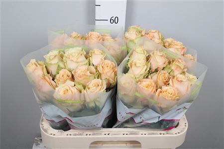 <h4>R Gr Peaches</h4>