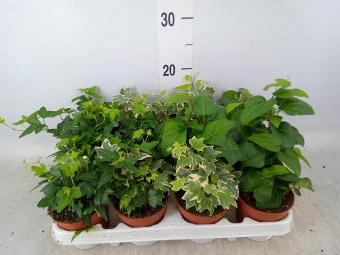 <h4>Hedera   ...mix</h4>