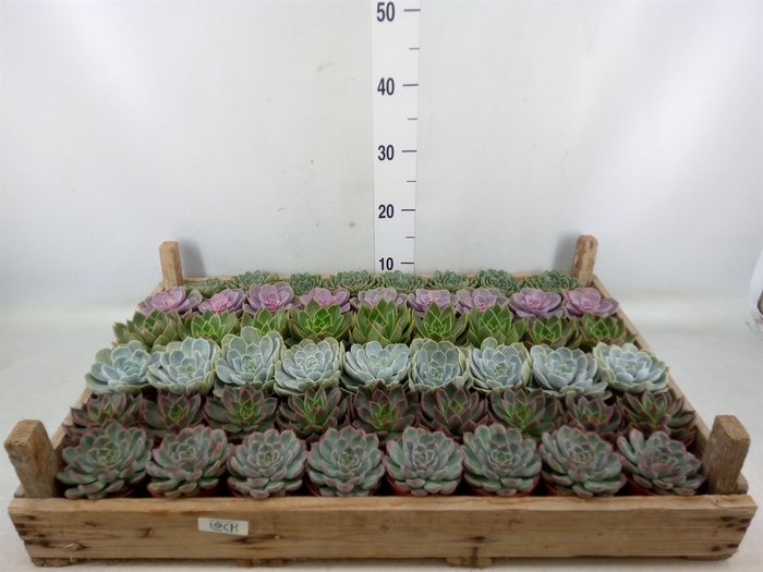 <h4>Echeveria   ...</h4>