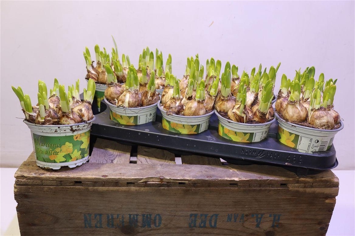 <h4>arr8 Narc O Tete A Tete</h4>