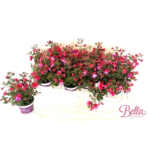 FUCHSIA B F SUSANNA