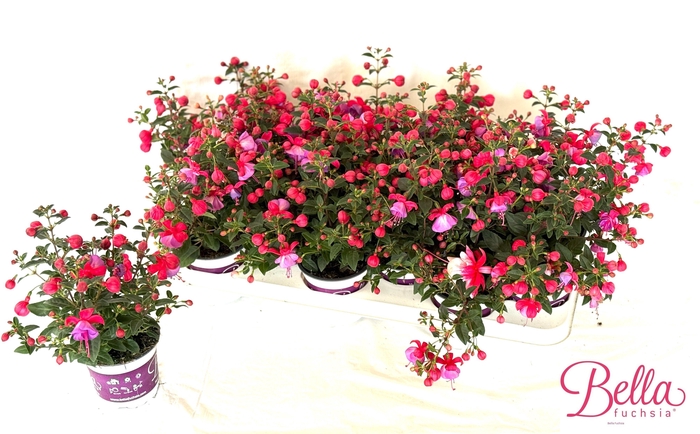 <h4>Fuchsia B F Susanna</h4>