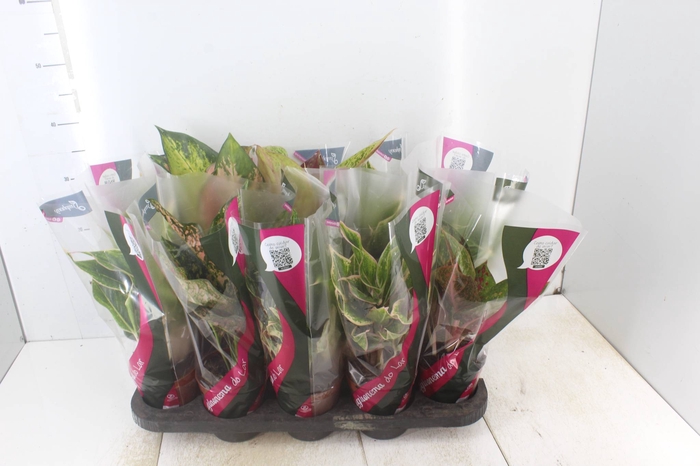 <h4>AGLAONEMA VARIADA P12</h4>