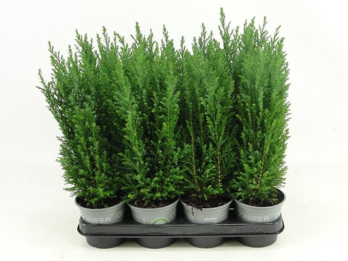 <h4>Chamaecyparis lawsoniana 'Ellwoodii' P11</h4>