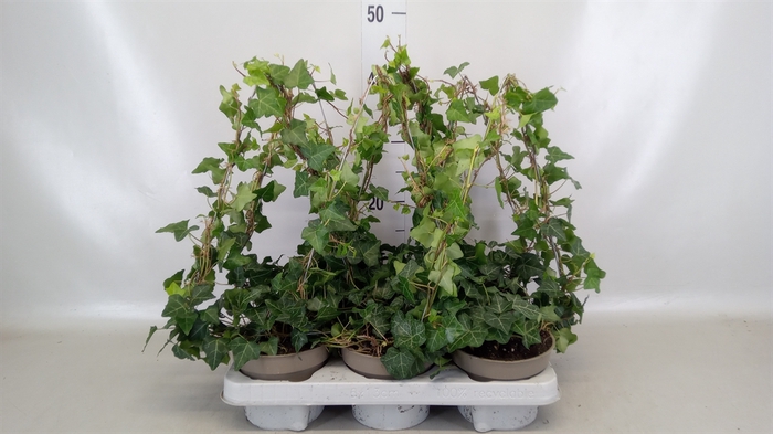 <h4>Hedera hibernica</h4>