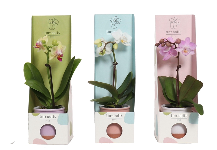 <h4>Valencia Mix Tiny Dolls Mix 1T7+ aqu@ in Tiny Box Pastel Mix</h4>