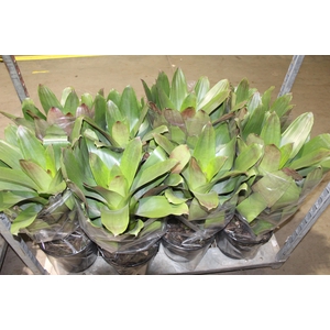 BROMELIA IMPERIAL P27 VERDE/VERMELHO