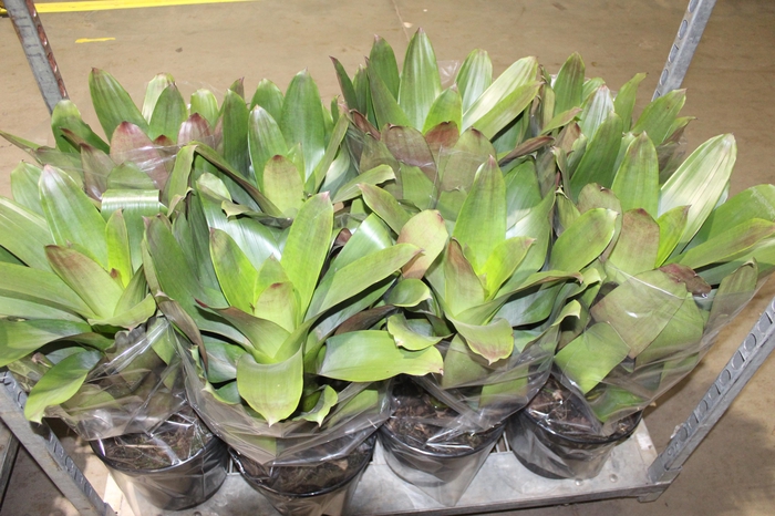 <h4>BROMELIA IMPERIAL P27 VERDE/VERMELHO</h4>