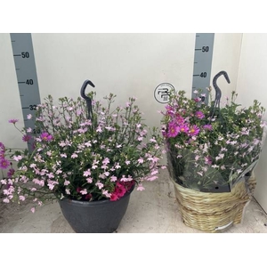 PERKPL GEM IN POT