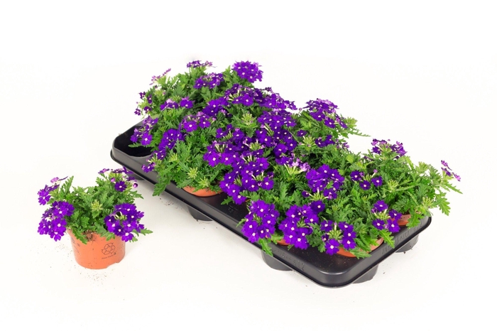 <h4>Verbena Drums Blue</h4>