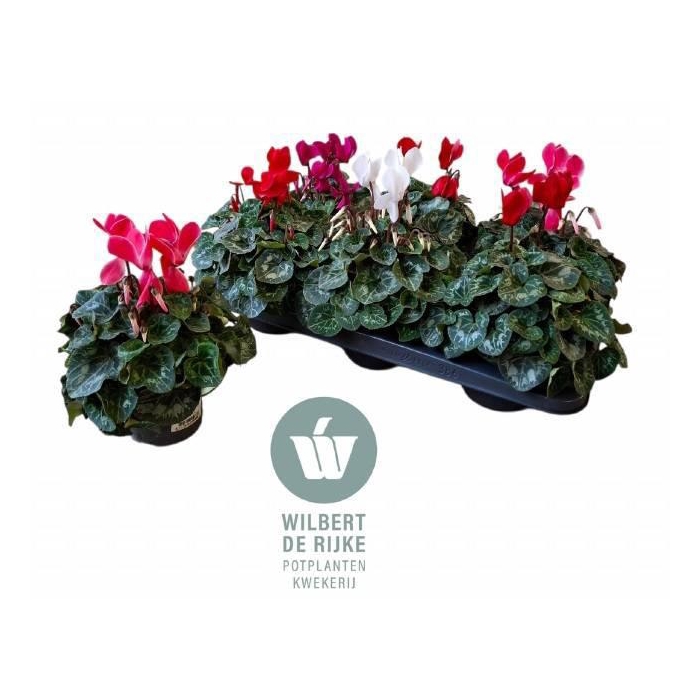 <h4>CYCL MD SUP ALLURE</h4>