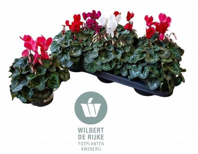 <h4>CYCL MD SUP ALLURE</h4>