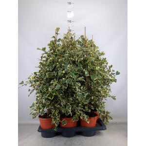 Ficus triangularis 'Sweetheart'