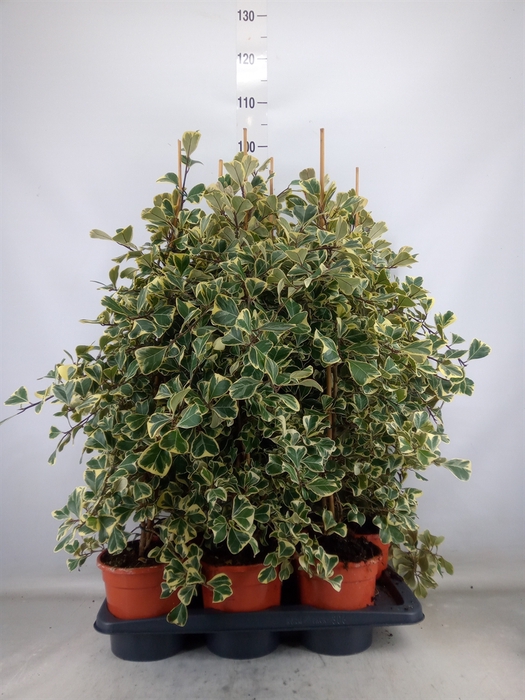 <h4>Ficus triangularis 'Sweetheart'</h4>