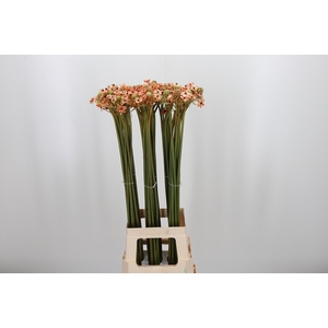 Ornit Saun Kl Bh Oranje